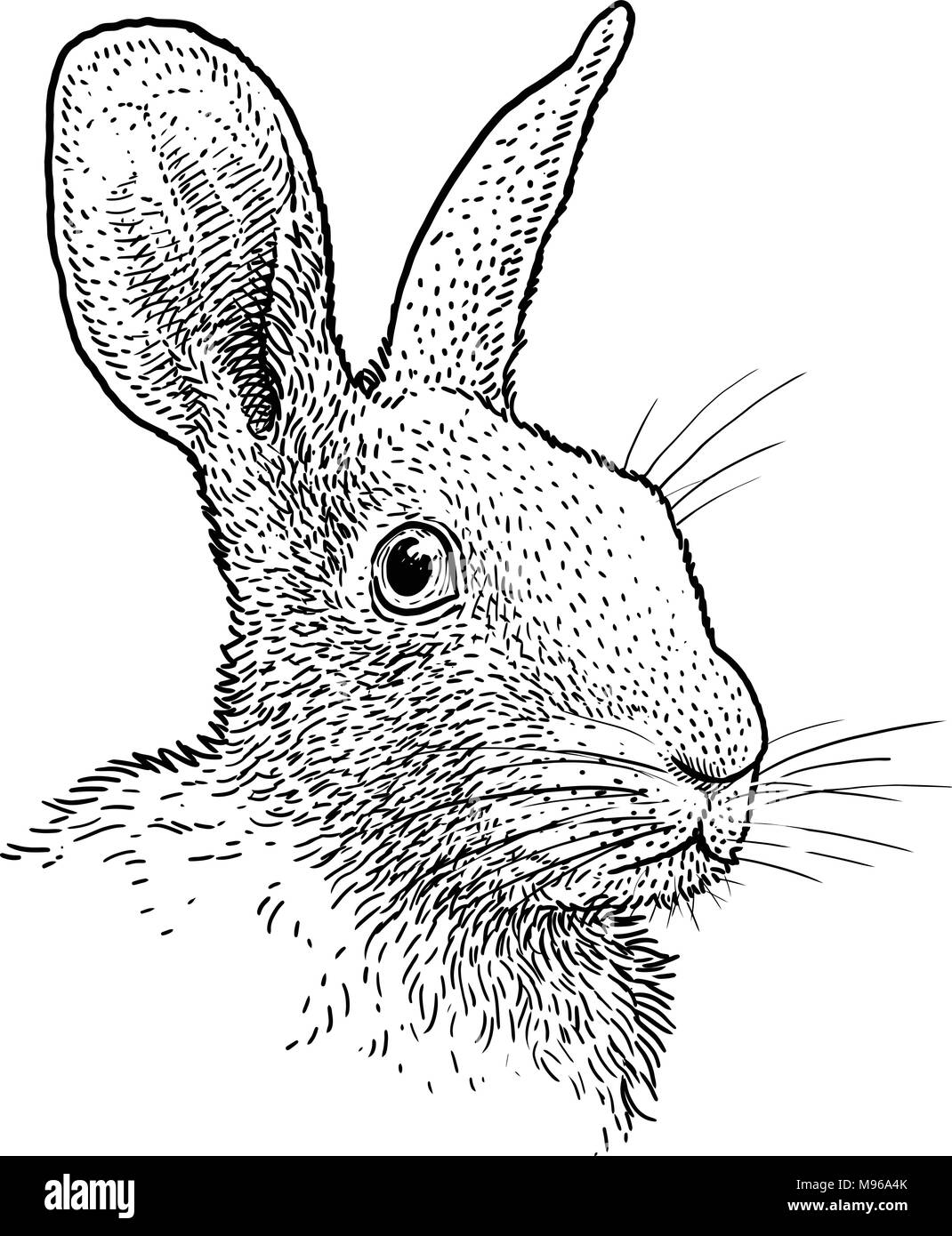 Tête de lapin portrait illustration, dessin, gravure, encre, dessin au trait, vector Illustration de Vecteur