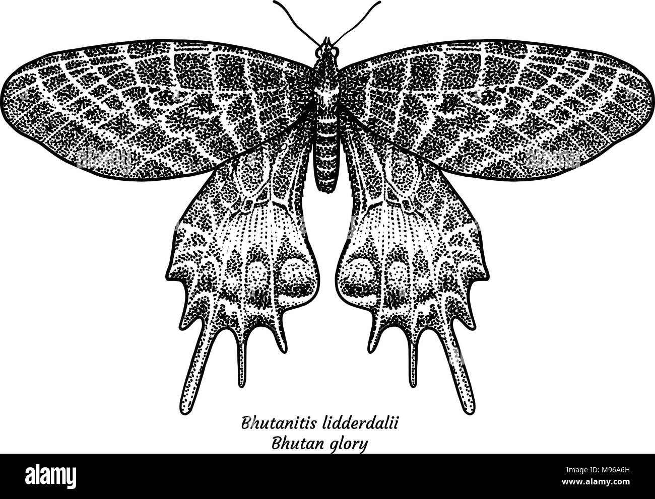 Bhutanitis lidderdalii, Bhoutan gloire illustration, dessin, gravure, encre, dessin au trait, vector Illustration de Vecteur