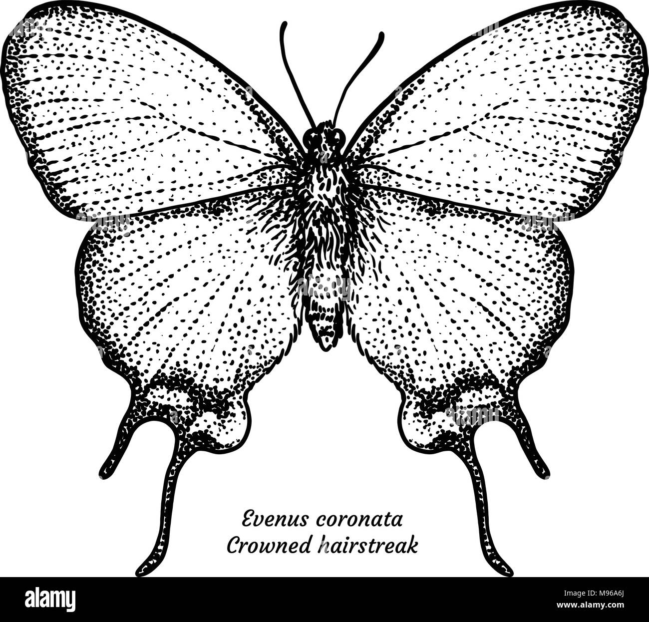 Evenus coronata, porte-queue couronné, illustration, dessin, gravure, encre, dessin au trait, vector Illustration de Vecteur