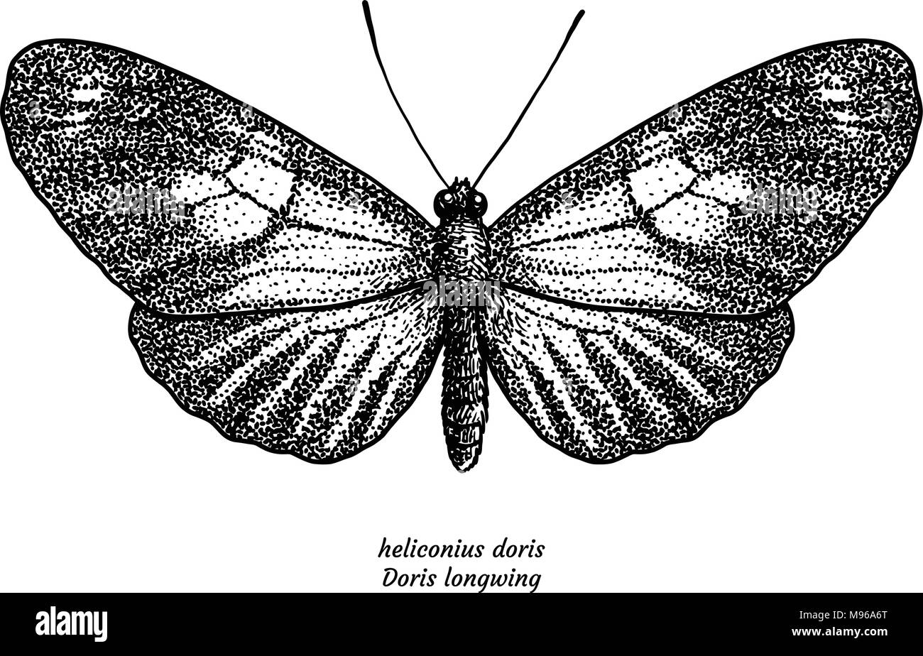 Heliconius doris, doris longwing, illustration, dessin, gravure, encre, dessin au trait, vector Illustration de Vecteur