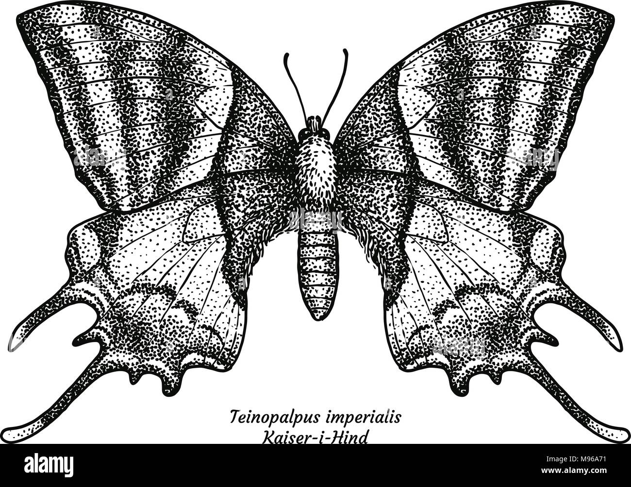 Teinopalpus imperialis, Kaiser-I-Hind, illustration, dessin, gravure, encre, dessin au trait, vector Illustration de Vecteur