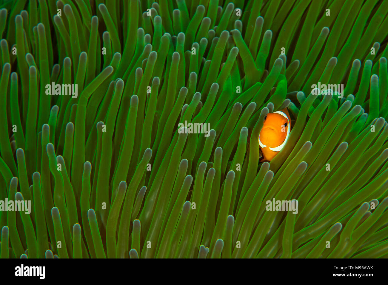 Un faux clown poisson clown (Amphiprion ocellaris) se profile à partir d'une anémone vert vif. Parc marin de Raja Ampat, Papouasie occidentale, en Indonésie. Banque D'Images