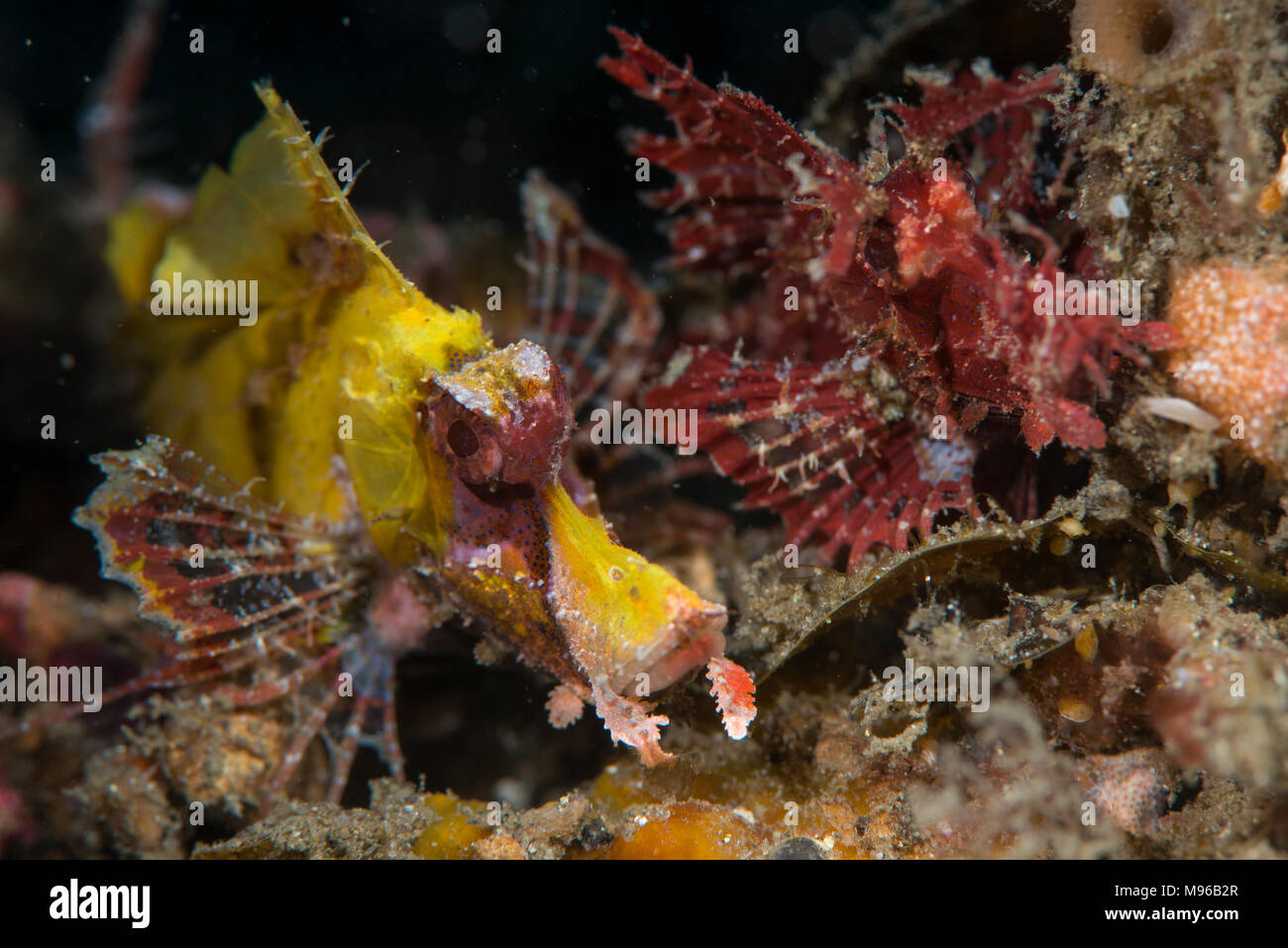 Une paire de volet de pagaie rascasses, Rhinopias eschmeyeri, l'île de Lembeh, Détroit de Lembeh, l'océan Pacifique, l'Indonésie, Banque D'Images