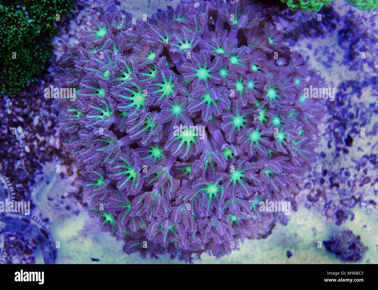 Clavularia coraux colonie de polypes gant Banque D'Images