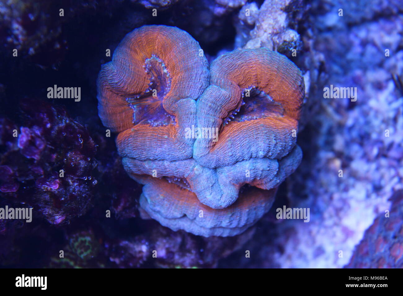 Lobophyllia coraux LPS Banque D'Images