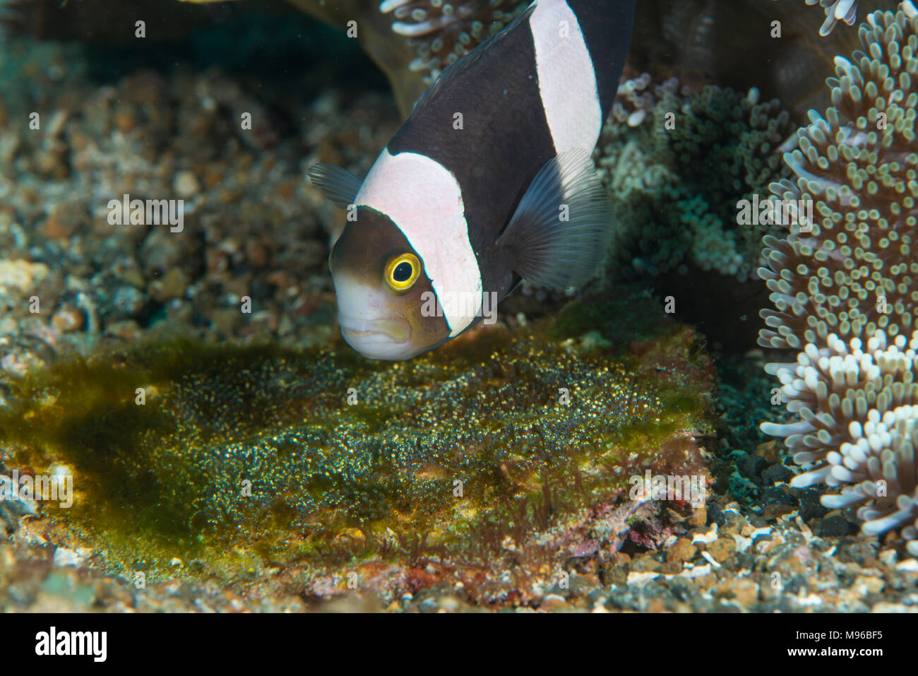 Saddleback poisson clown Amphiprion, ploymnus, nage sur ses oeufs, l'île de Lembeh, Détroit de Lembeh, l'océan Pacifique, l'Indonésie, Banque D'Images