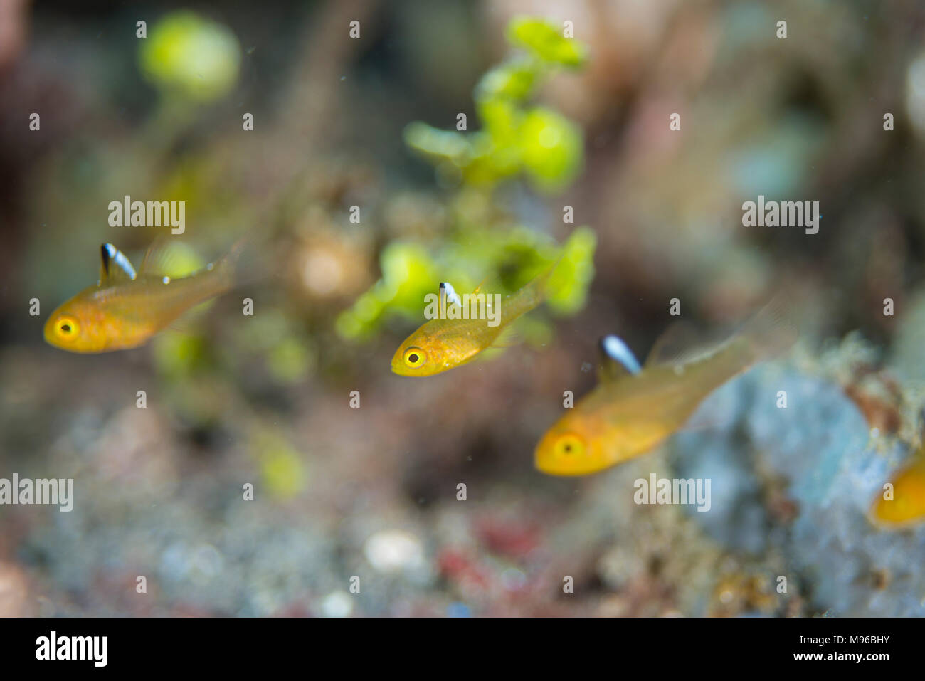 Fin du pavillon, Cardinalfish Apogon hoevenii, natation sur mer, l'île de Lembeh, Détroit de Lembeh, l'océan Pacifique, l'Indonésie, Banque D'Images