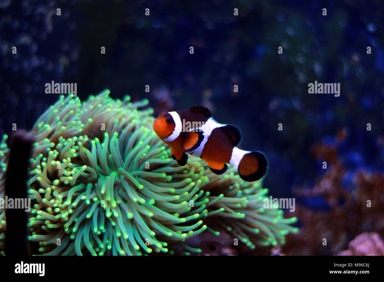 Les plus populaires poissons-clowns en aquarium des poissons d'eau salée Banque D'Images