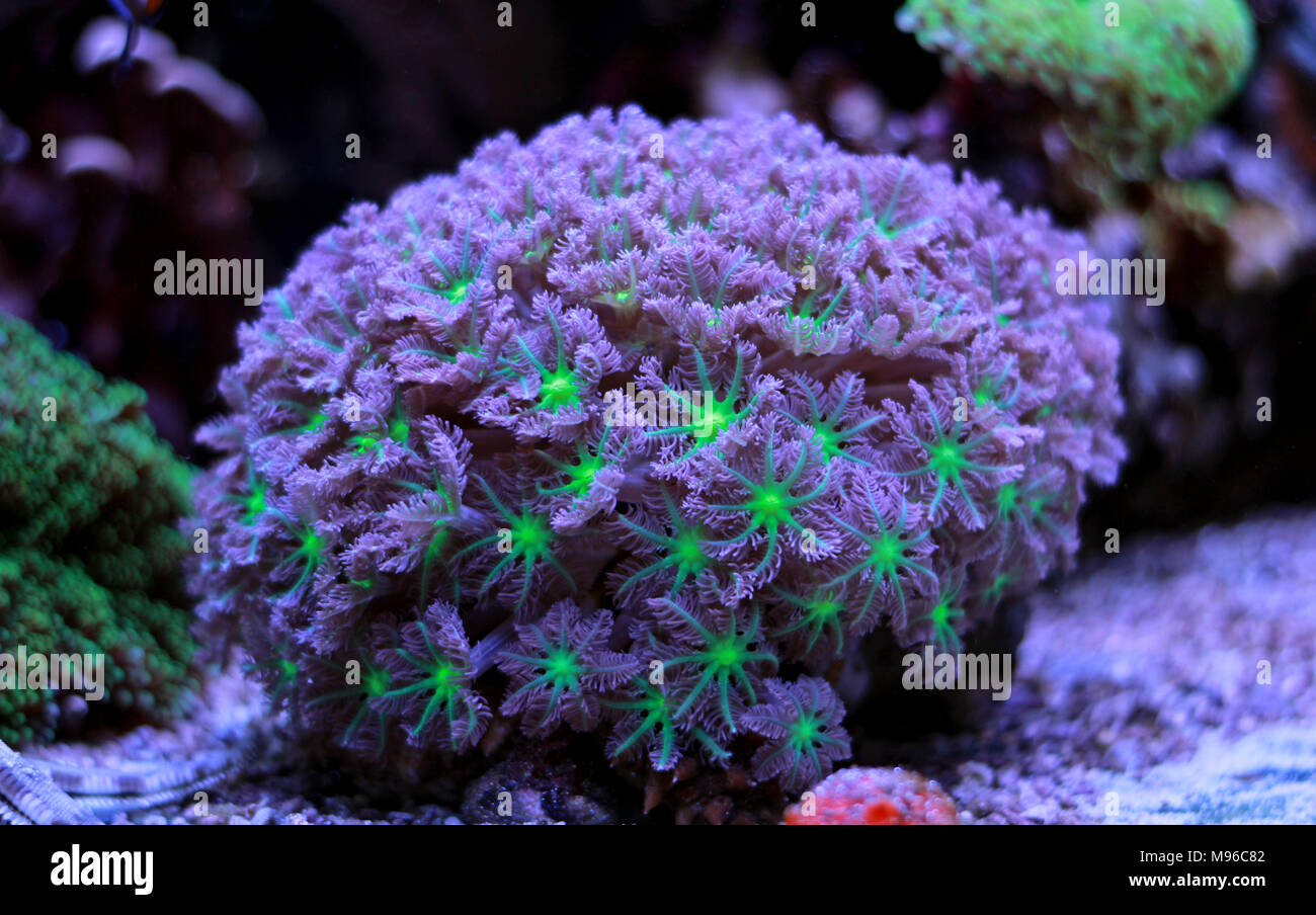 Clavularia coraux colonie de polypes gant Banque D'Images