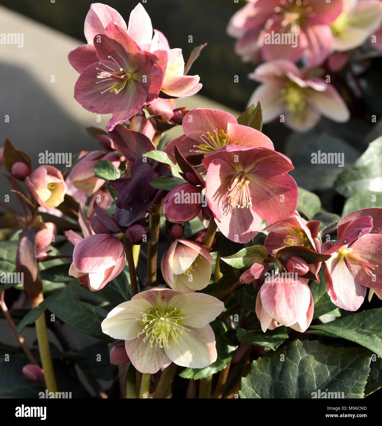 Helleborus flower en Pirouette Banque D'Images