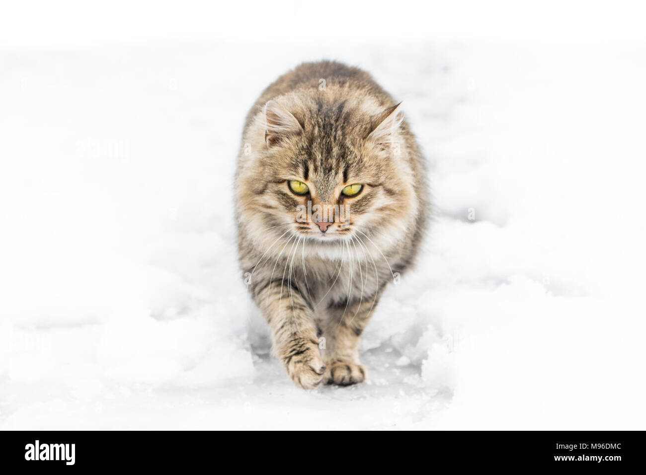 Cat walking in snow et à la caméra en Banque D'Images