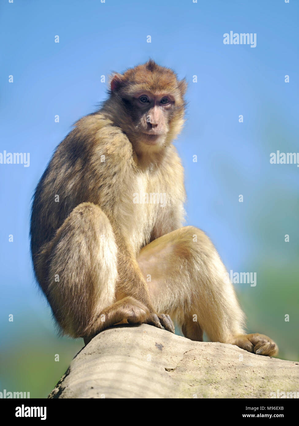 Macaque de Barbarie ou barbarie ou singe magot (Macaca sylvanus) assis sur le fond de ciel bleu Banque D'Images
