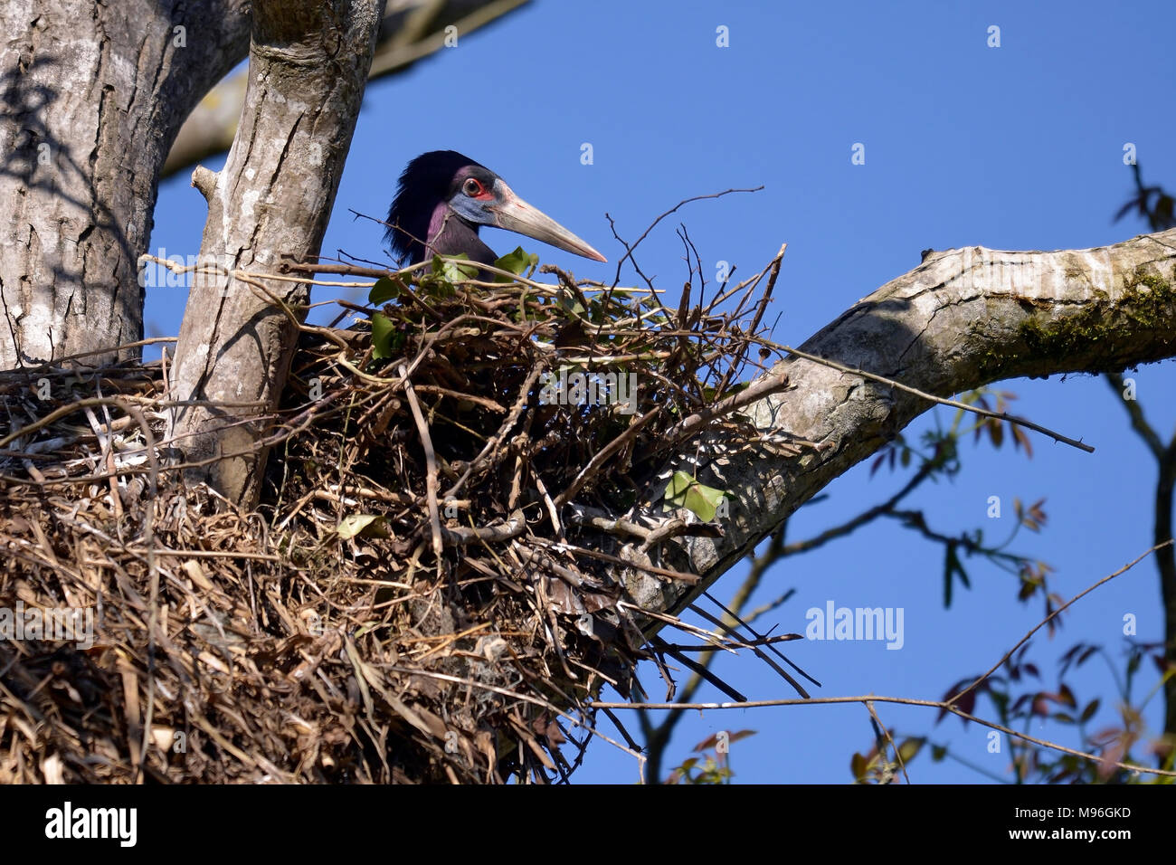 White-bellied Stork (Ciconia abdimii) ist des cavités d'arbres Banque D'Images