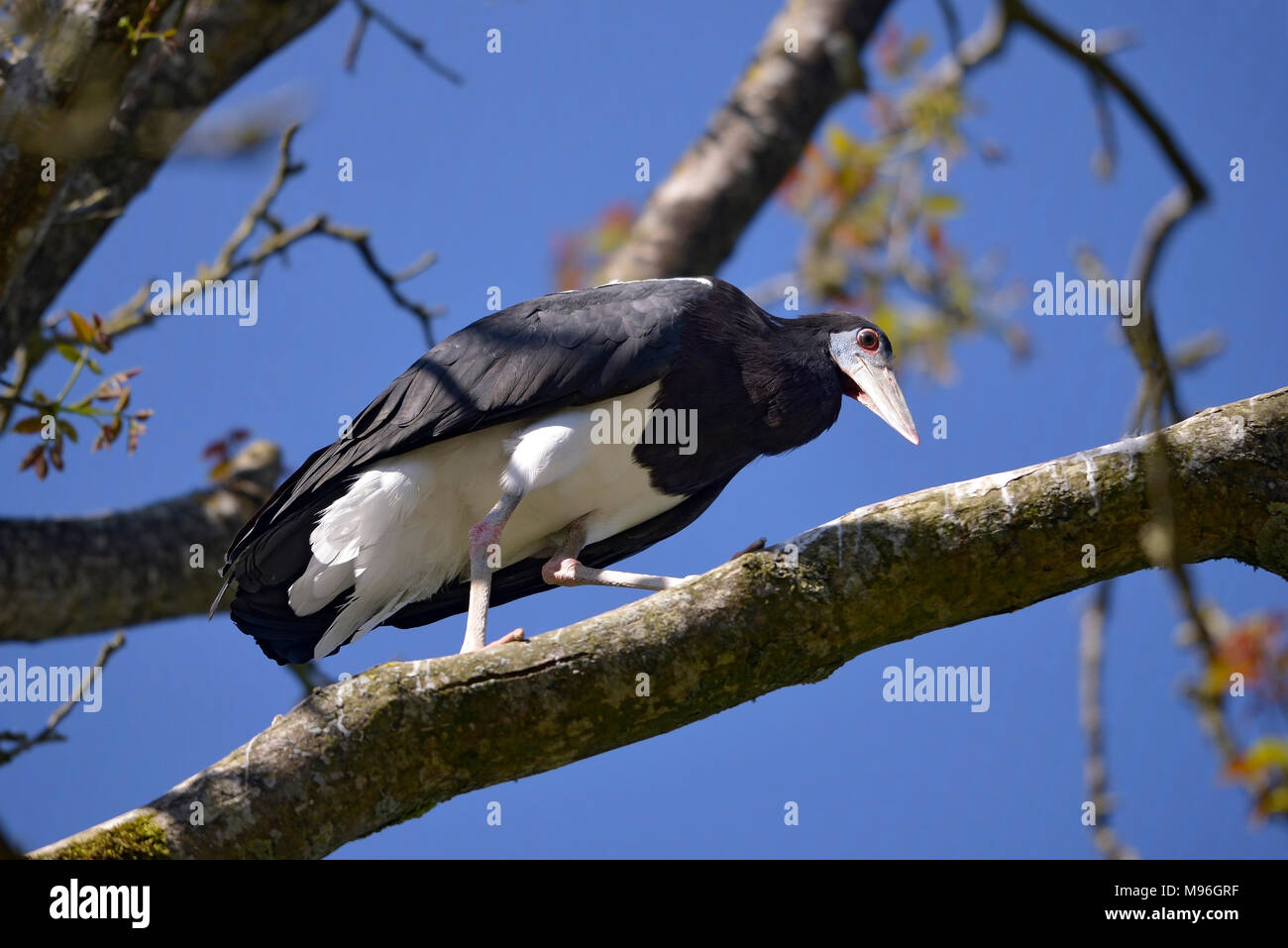 White-bellied Stork (Ciconia abdimii) sur une branche arbre Banque D'Images