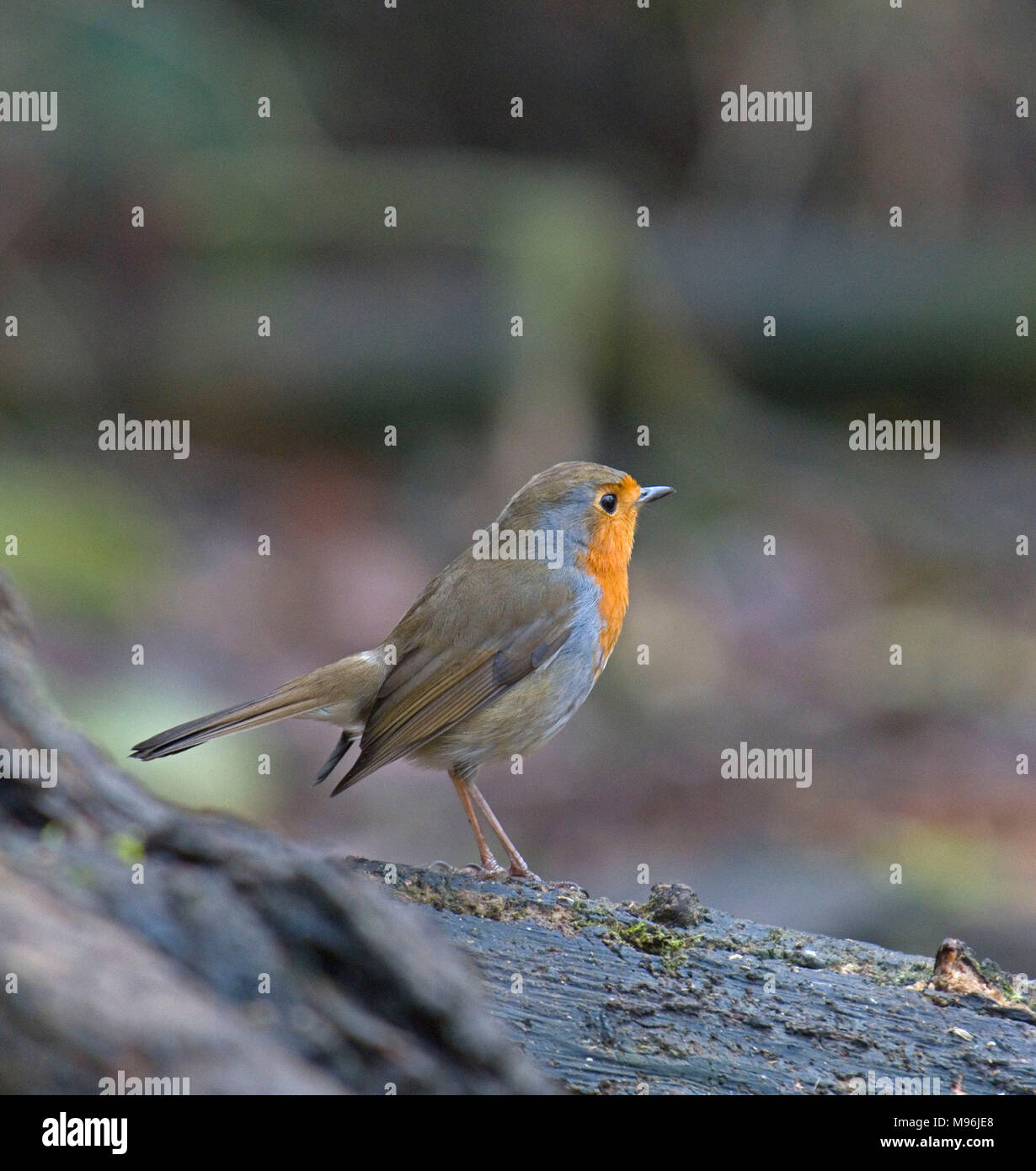 Erithacus rubecula aux abords, Robin, Banque D'Images