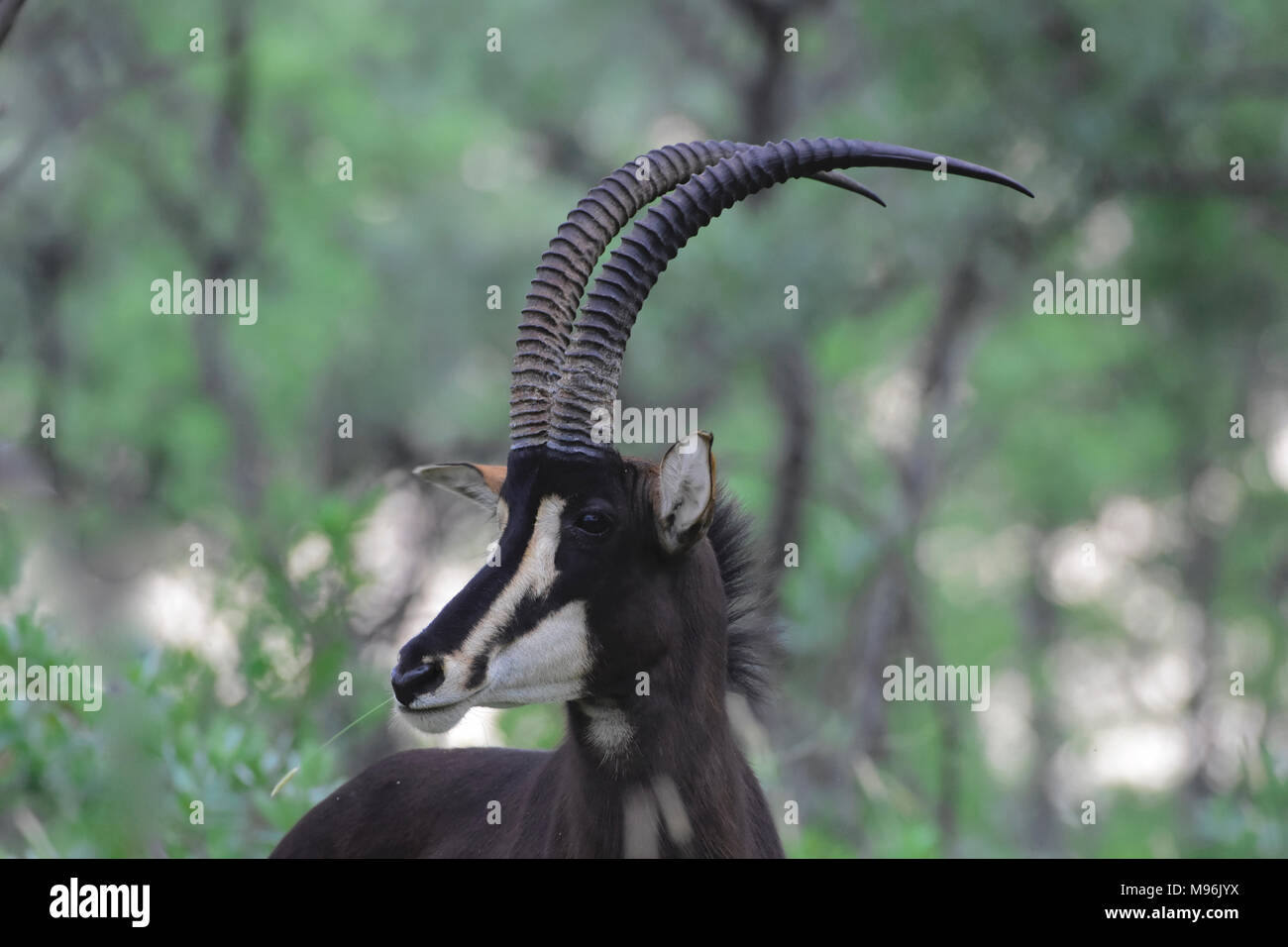 L'Afrique du Sud est une destination touristique populaire pour son mélange de vrai et de l'Afrique de l'expérience. Kruger Park hippotrague taureau. Banque D'Images