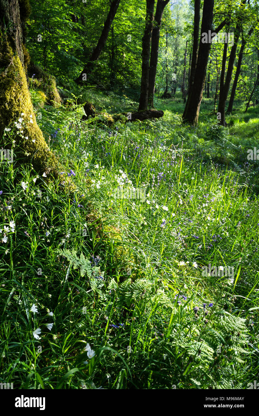 Les fleurs du printemps à l'ombre pommelé dans un bois. Pris Près de Grasmere, Lake District, Cumbria, England, UK Banque D'Images