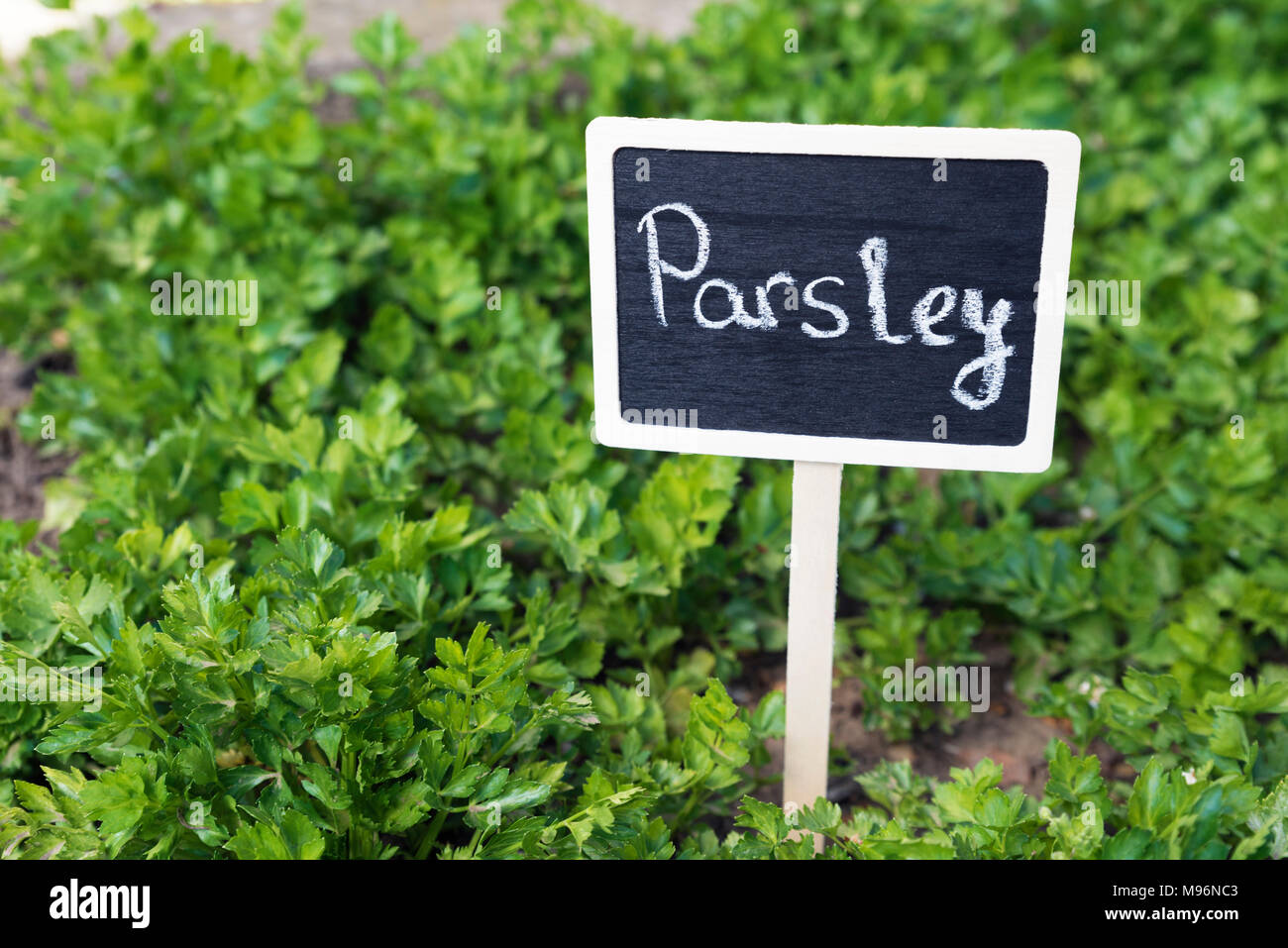 Pancarte le persil dans un jardin Banque D'Images