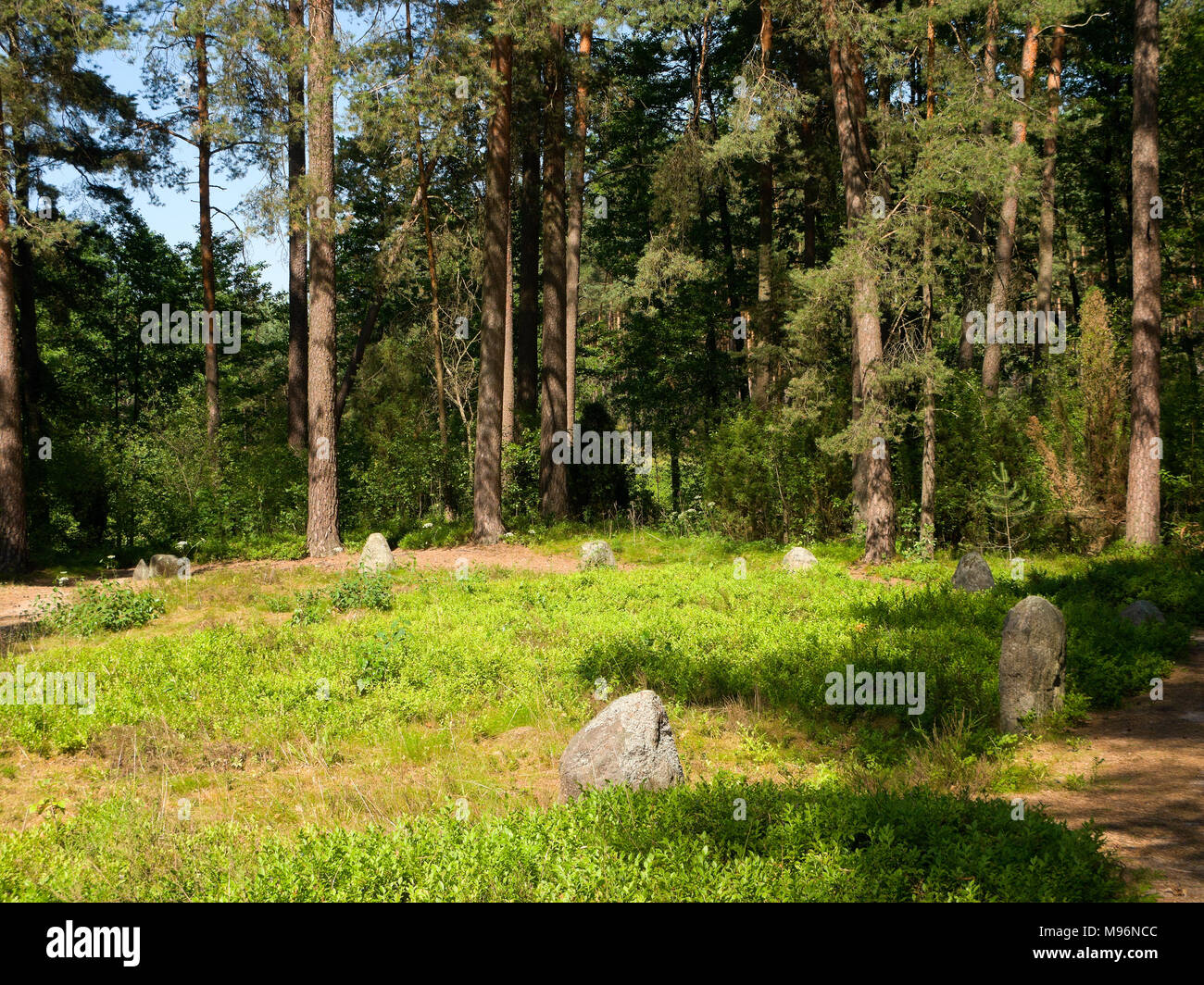 Ton "cercles" réserver. La culture de Wielbark cimetière (1ème siècle) de Goths et Gepids tribus. Odry près de Gdynia. Opole pinèdes. Province de Poméranie Banque D'Images