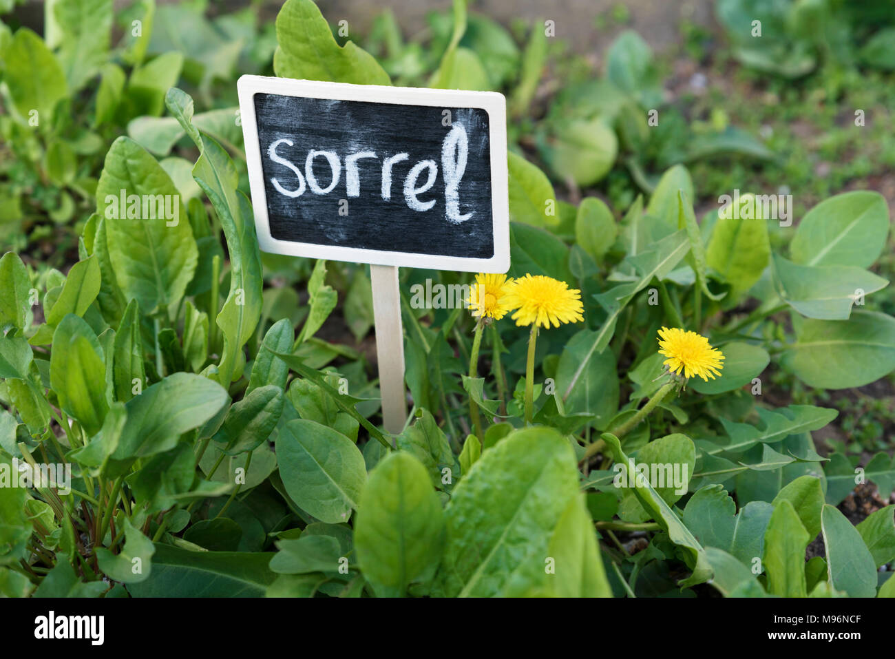 Pancarte Sorrel dans un jardin Banque D'Images