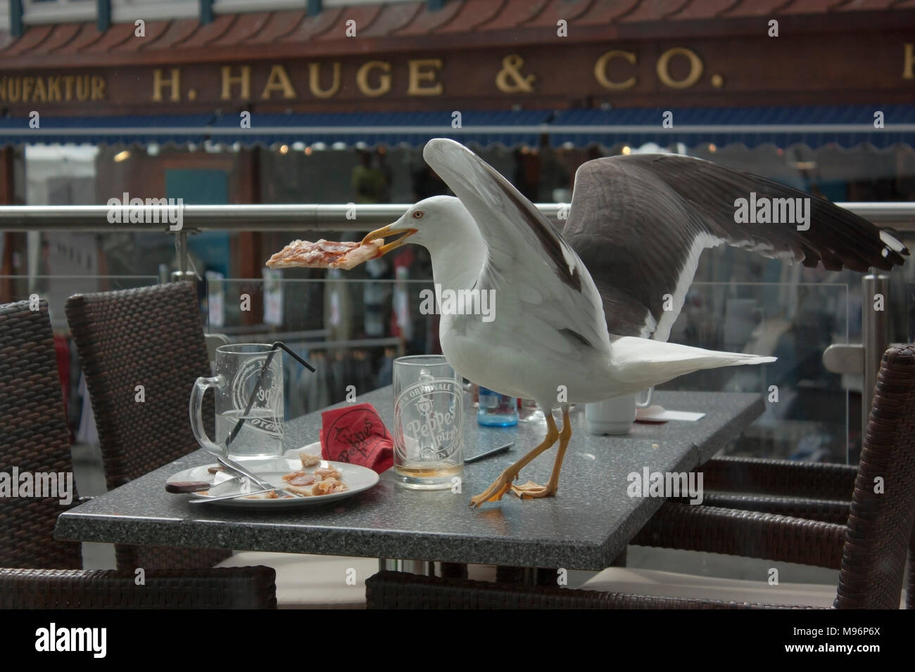 Seagull vole des pizzas à partir d'une table Banque D'Images