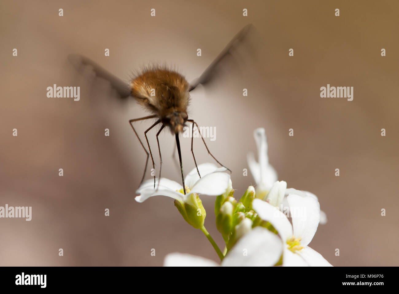 Insecte inconnu, la mouche suce le nectar d'une fleur, volant. Banque D'Images