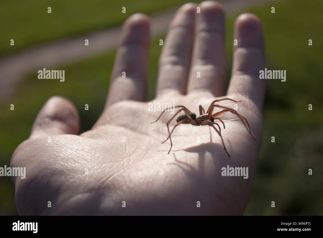 Grande araignée sur la paume contre le soleil, translucide, jardin. Banque D'Images