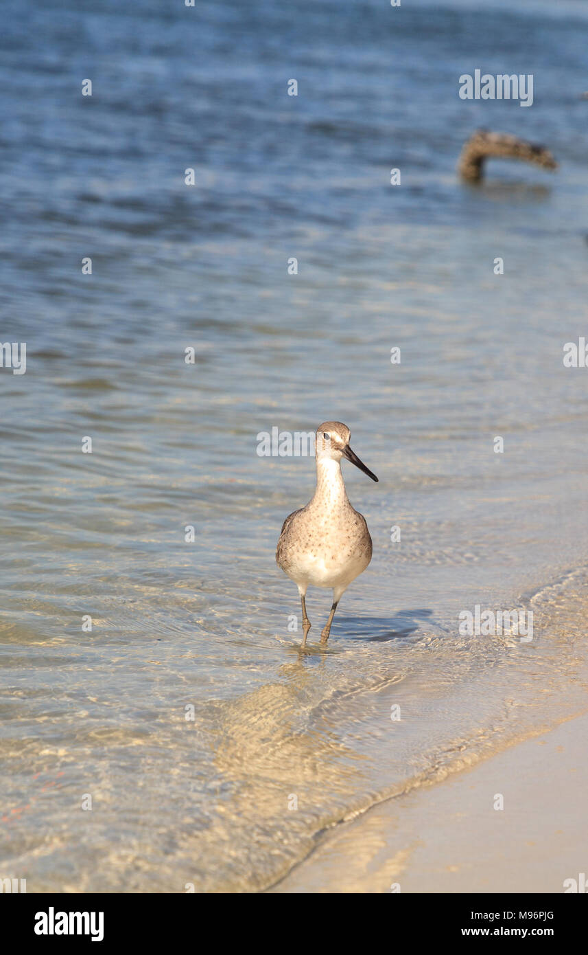 Le Chevalier semipalmé Tringa semipalmata rivage le long de la rive du Clam Pass à Naples, en Floride, dans la matinée. Banque D'Images