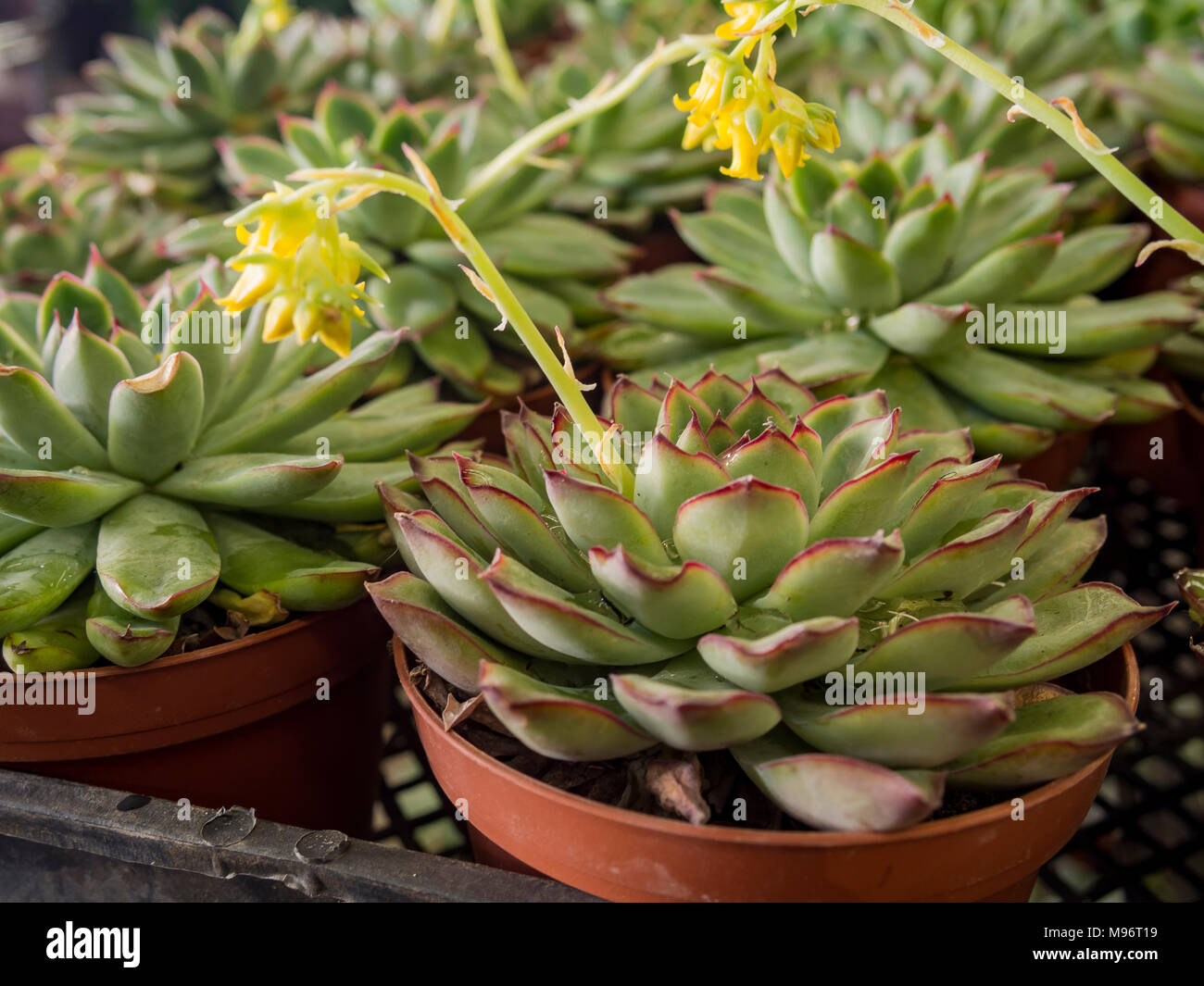 Close up shot of Cute plantes succulentes avec fleur jaune, vu dans Marché  aux Fleurs de Los Angeles Photo Stock - Alamy