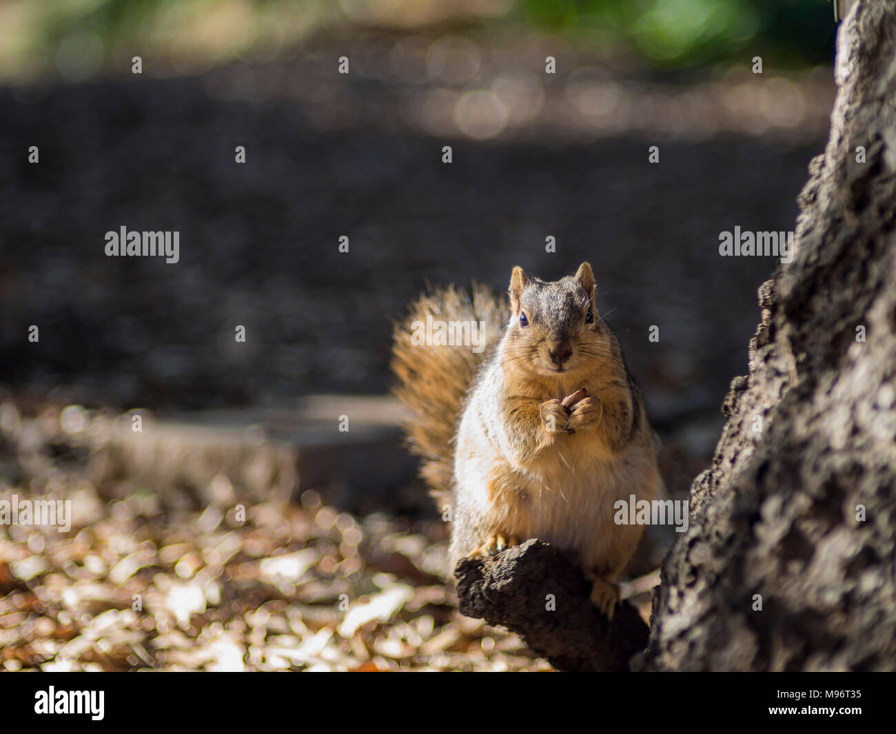 Gros plan d'un mignon petit écureuil, photo prise à Los Angeles Banque D'Images