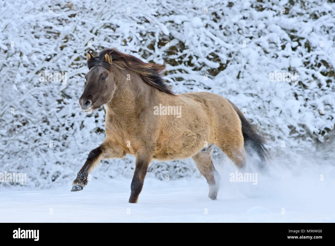 Poney Konik au galop dans la neige Banque D'Images