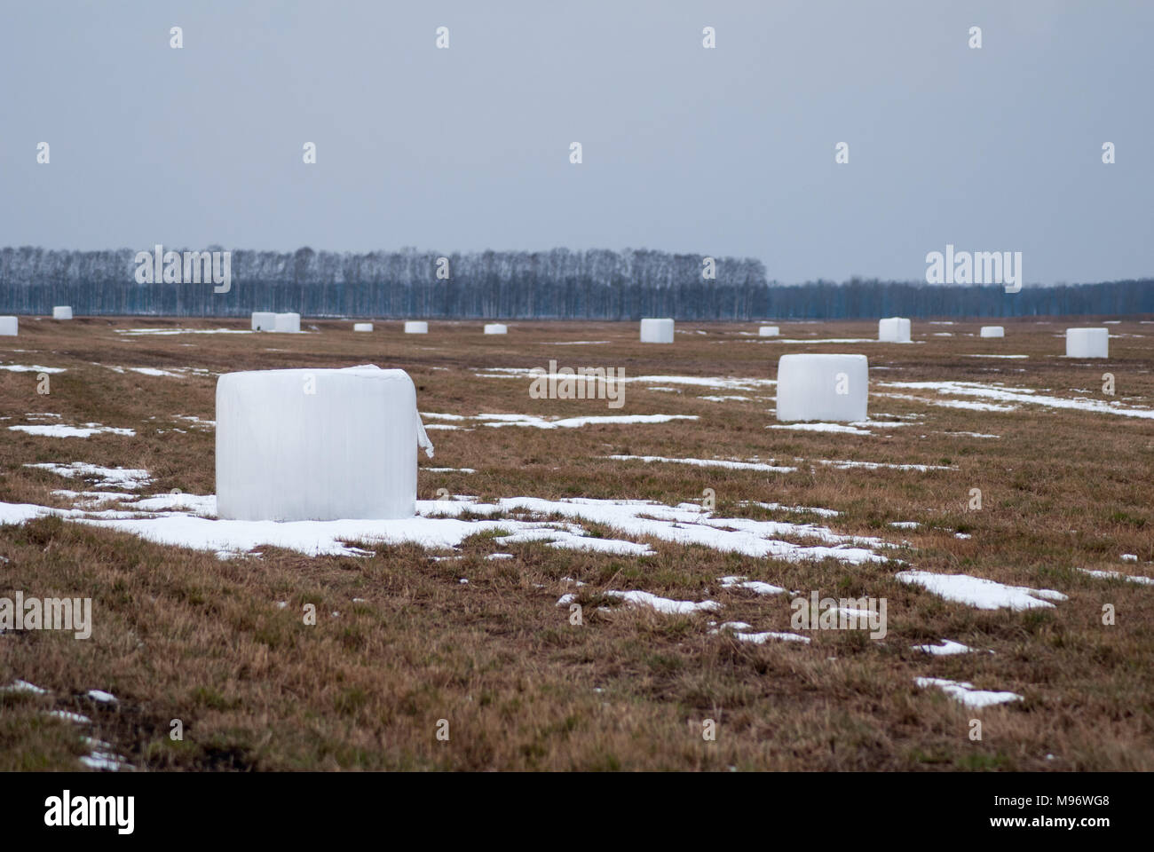 Les balles de foin enveloppé dans un sac de protection, rouleaux de paille sur le terrain au début du printemps Banque D'Images