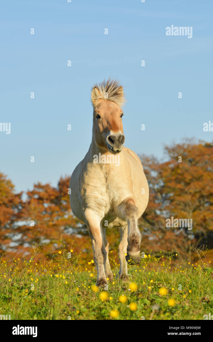 Norwegian Fjord Horse au galop dans le domaine à l'automne Banque D'Images