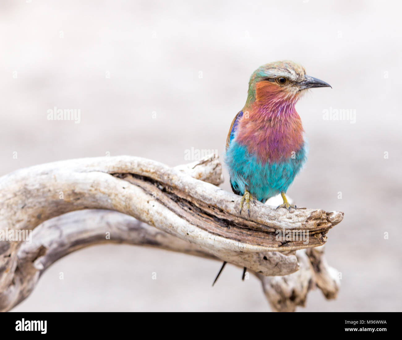 Rouleau Droit Lilas (Coracias Caudatus) Banque D'Images