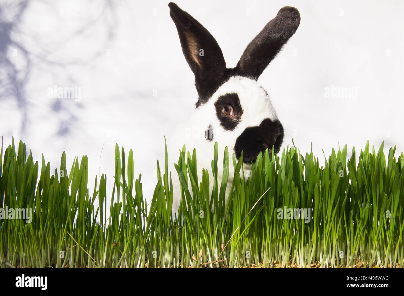 Lapin de Pâques, lapin, vert tacheté, semer de l'herbe décoration, illustration Banque D'Images