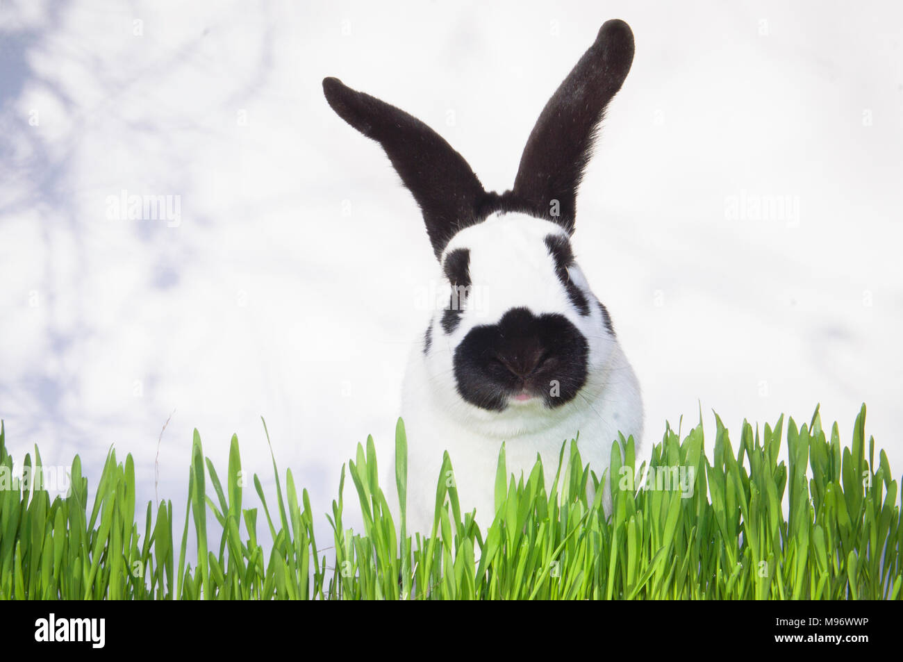 Lapin de Pâques, lapin, vert tacheté, semer de l'herbe décoration, illustration Banque D'Images