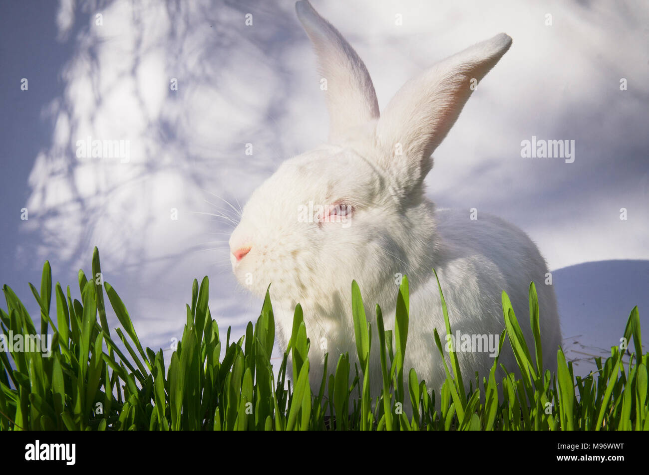 Lapin de Pâques, lapin blanc, vert, semer de l'herbe décoration, illustration Banque D'Images