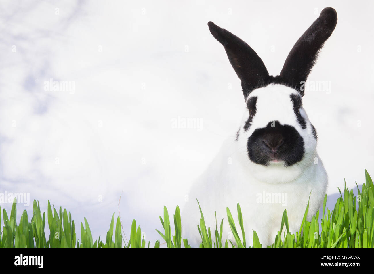 Lapin de Pâques, lapin, vert tacheté, semer de l'herbe décoration, illustration Banque D'Images