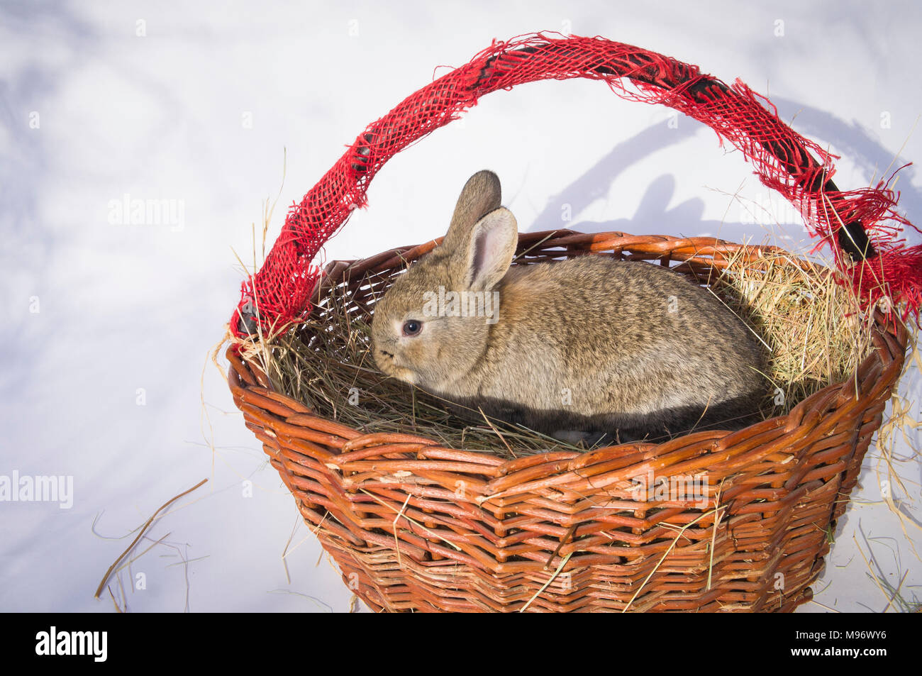 Lapin de Pâques, Brown Bunny, panier tressé, décoration, illustration Banque D'Images