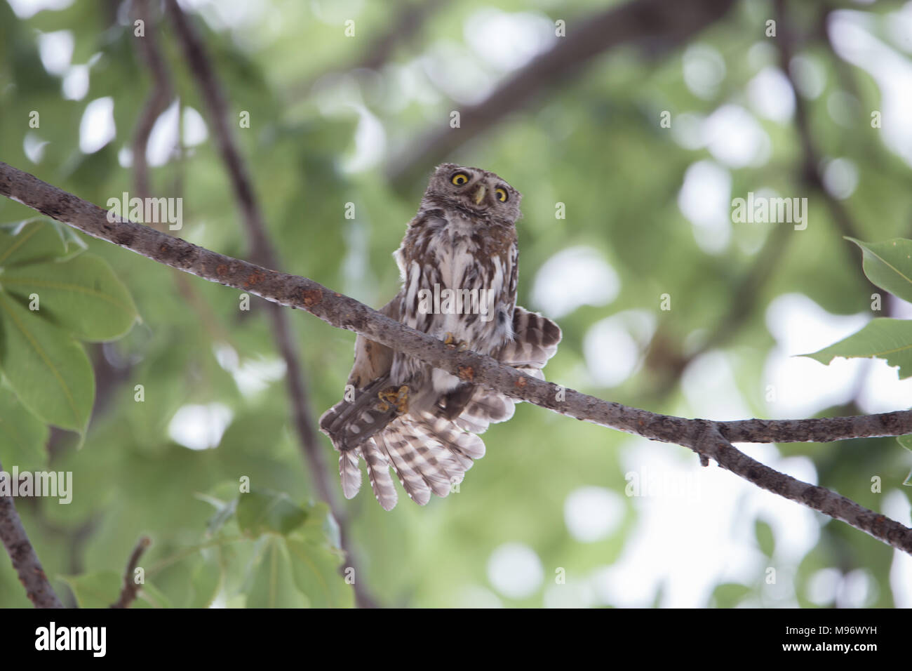 Owlet Pearl-Spotted Banque D'Images