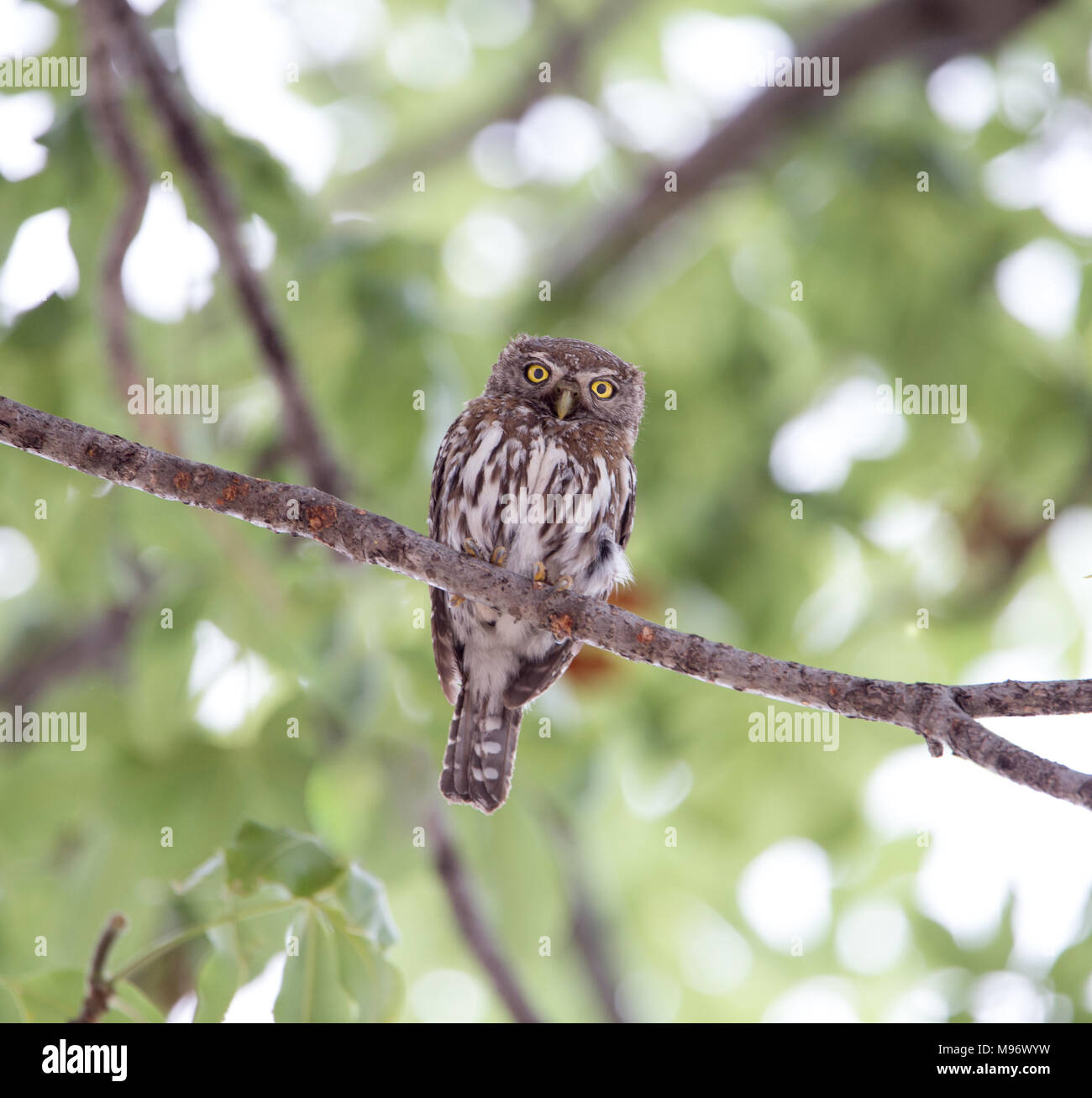 Owlet Pearl-Spotted Banque D'Images