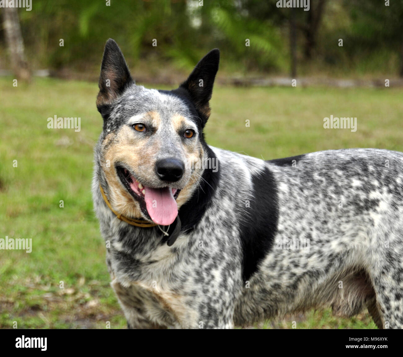 Chien bleu, guérisseur. Banque D'Images