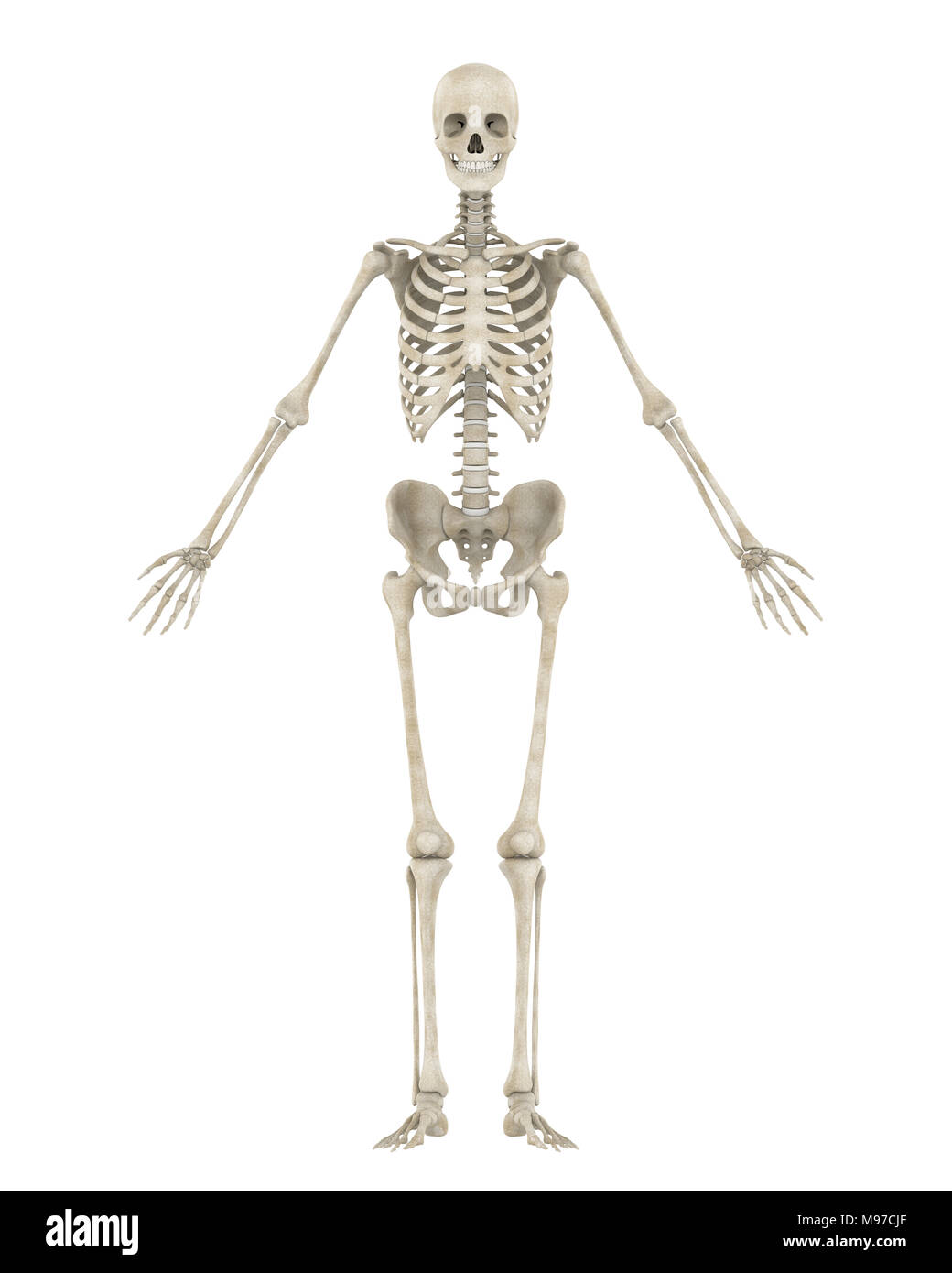 Squelette humain isolé anatomie Banque D'Images