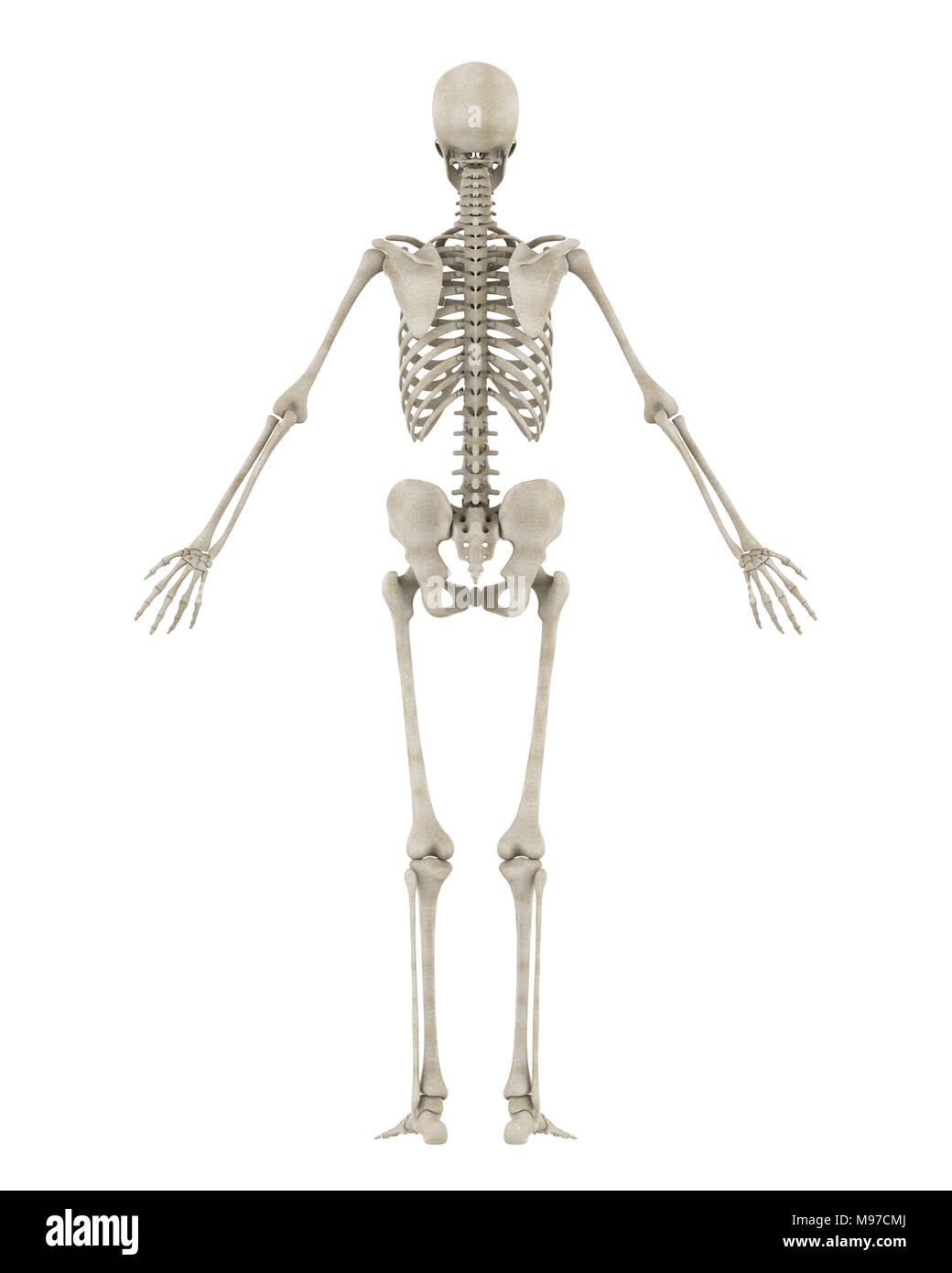 Squelette humain isolé anatomie Banque D'Images