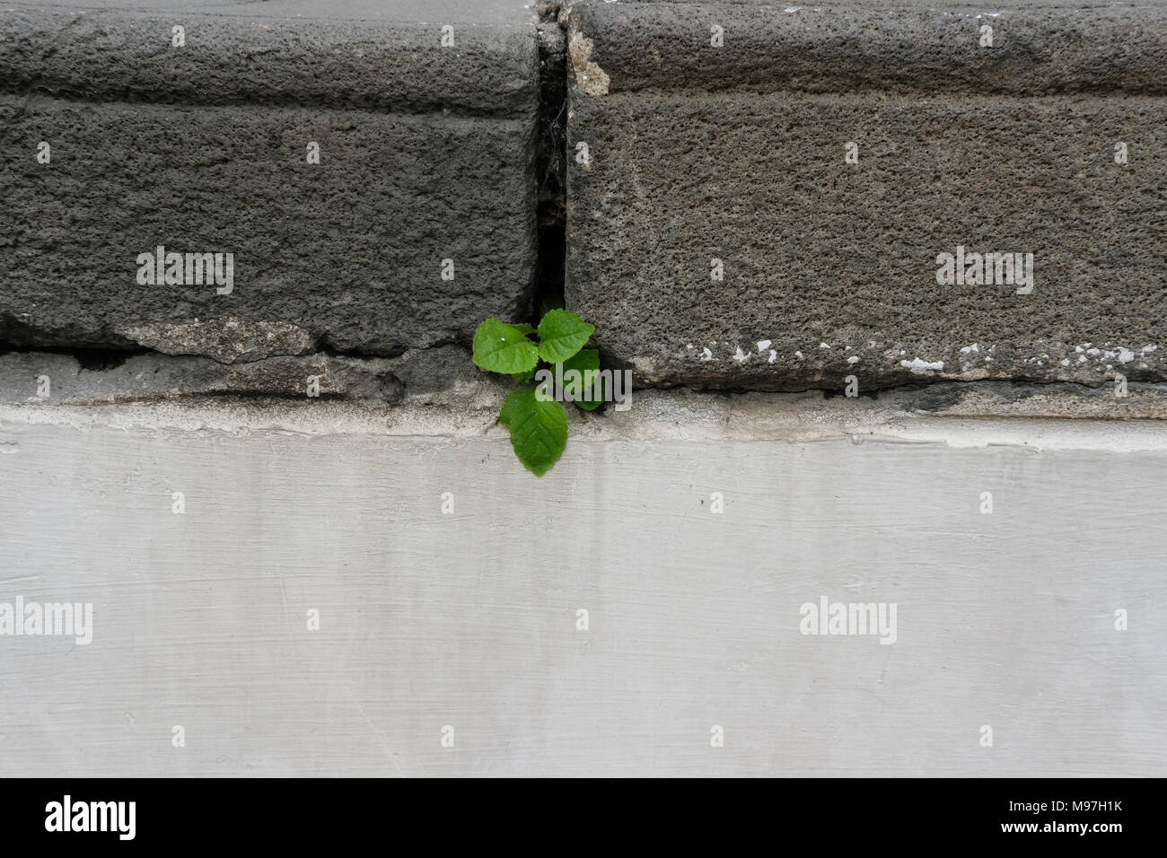 Plante qui pousse sur le béton ancien escalier. l'espoir, d'endurance et de survie concept Banque D'Images