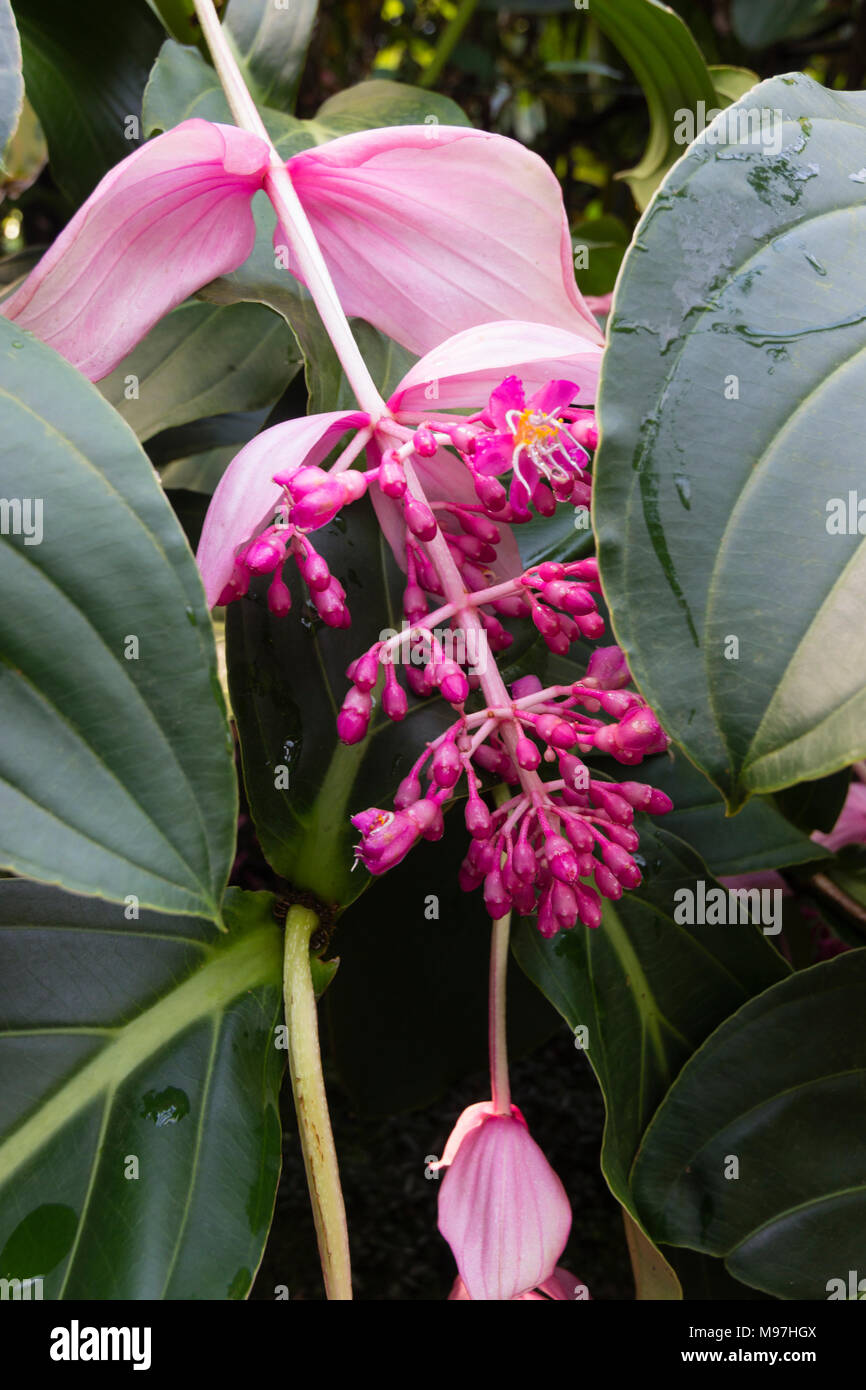 Fleurs roses se dégagent de grandes bractées dans le trille de l'infloresence Medinilla magnifica tropical Banque D'Images Fleurs roses se dégagent de grandes bractées dans le trille de l'infloresence Medinilla magnifica tropical Banque D'Images
