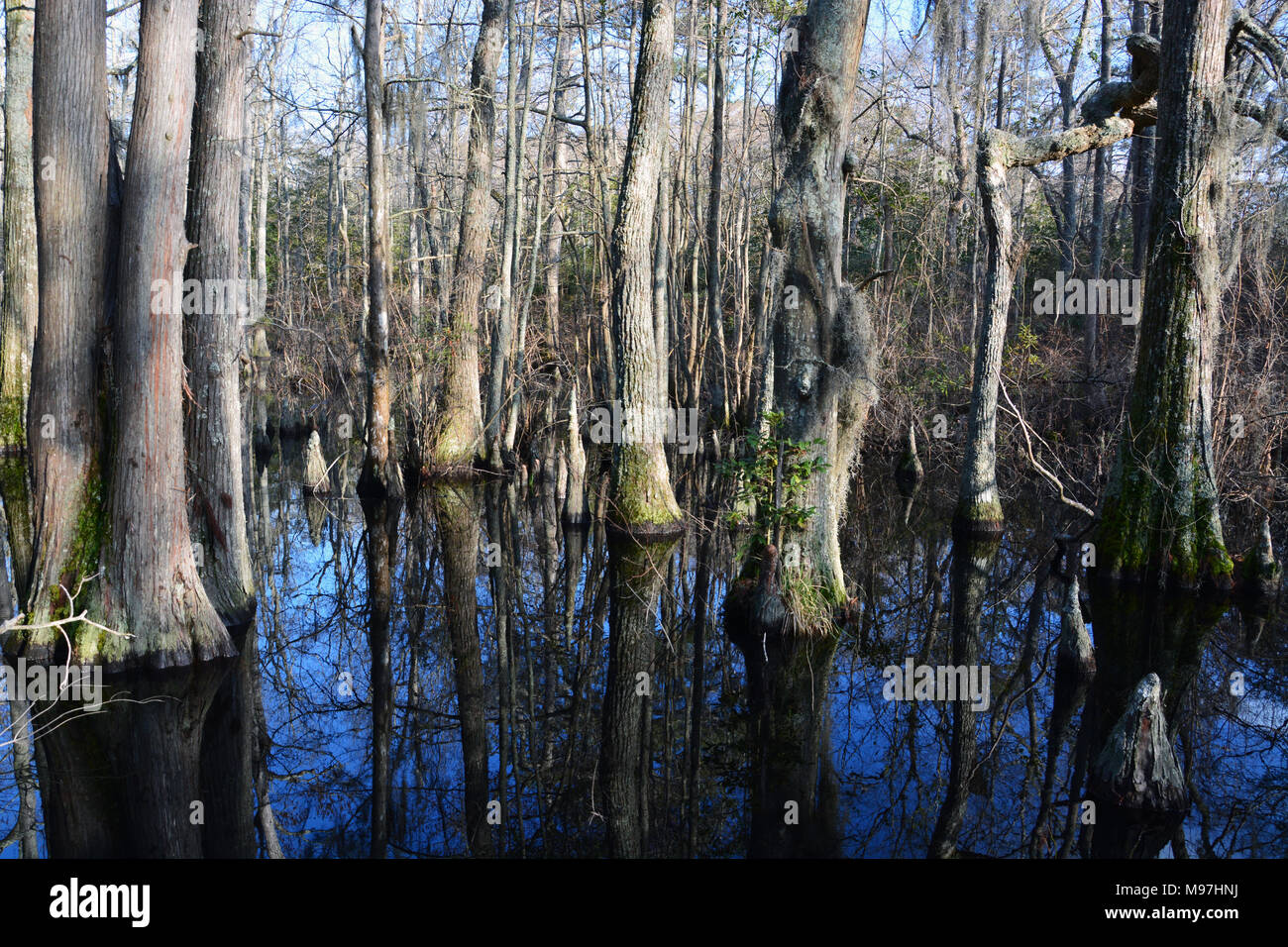 Arbres dans la zone humide sur la piste des marais de cyprès chauve en première Landing State Park à Virginia Beach, en Virginie. Banque D'Images