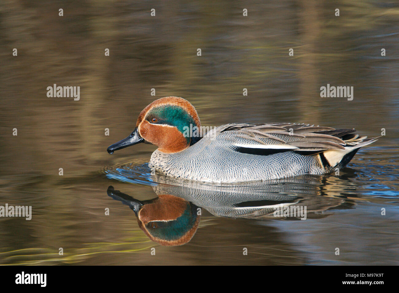 Sarcelle d'hiver - Anas crecca, photographié dans le soleil d'hiver à Martin simple WWT réserve naturelle dans le Lancashire, un canard de surface avec de superbes marquages Banque D'Images