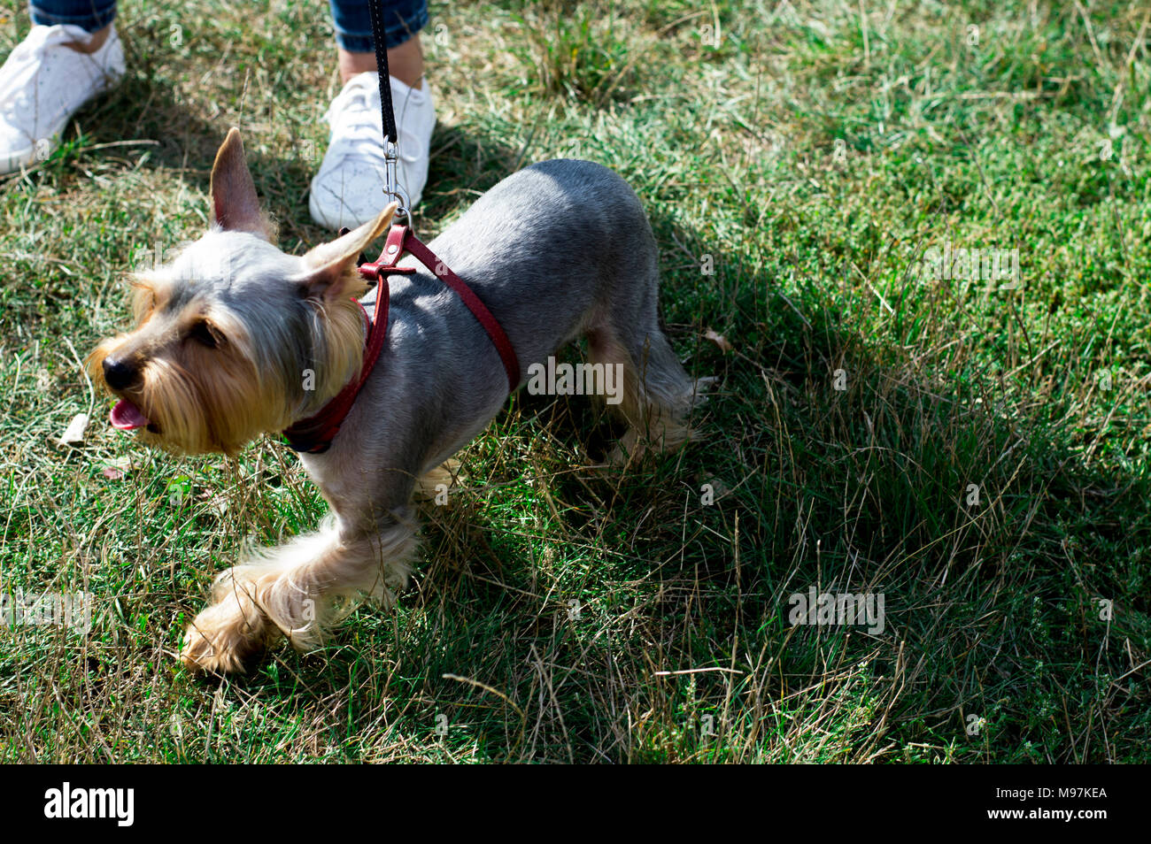 Belle Yorkshire Terrier marche sur l'herbe, le thème de l'chien domestique Banque D'Images