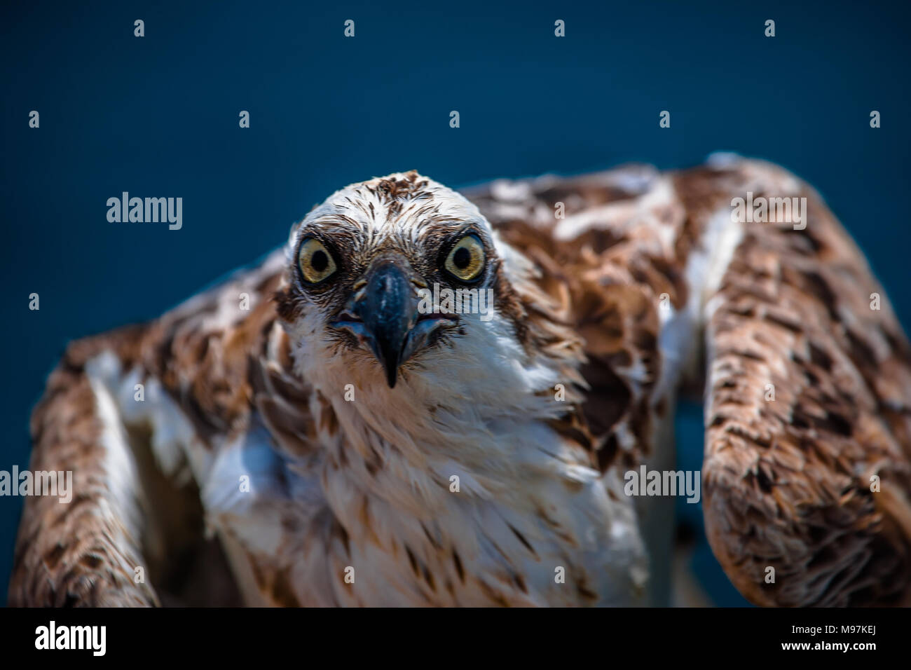 Une colère à osprey eagle stares down l'objectif, Red Sea, Egypt Banque D'Images
